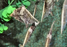 MONOCIRRHUS POLYACANTHUS L
