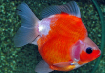 FANTAIL RYUKIN SAKURA