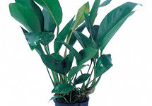 Anubias congensis - XL