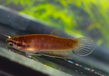 BETTA RUBRA