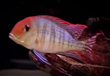 AARDETER PYROCEPHALUS