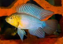 UMBRELLA DWARF CICHLID