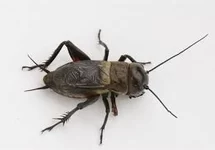 KRICKET (BOX)