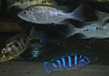 MALAWI CICHLIDE MIX