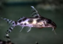 SYNODONTIS DECORUS M