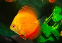 S. AEQUIFASCIATUS RED DIAMOND S