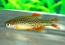 GALAXY RASBORA