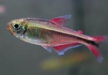 TETRA AURORA