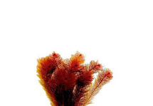 Myriophyllum mattogrossense in pot (p5)