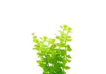 Lysimachia aurea in bos
