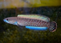 TÊTE DE SERPENT ANDRAO