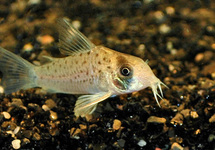 CORYDORAS ATROPERSONATUM