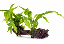 Microsorum sur racine M (20-30cm) - DW