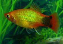 PLATY NEON GOLD MICKEY