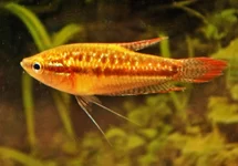 GOURAMI NAIN GROGNEUR