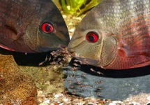 SEVERUM