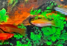 ZWAARDDRAGER MIX