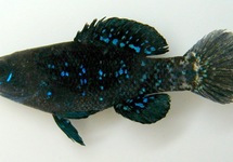 Elassoma