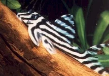 L046 ZEBRA PLECO
