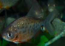 RODE PACU