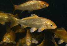 KOI GELB