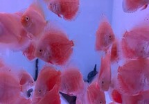 S. AEQUIFASCIATUS RED VALENTINE S