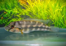 ORTHOCHROMIS STORMSI L