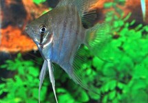 ANGELFISH LEOPOLDI