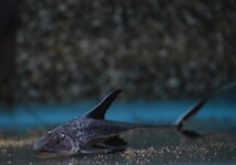 LONG-TAILED STURISOMA