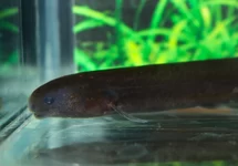 ISICHTHYS HENRYI M