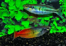 MELANOTAENIA BOESEMANI ORANGE S/M