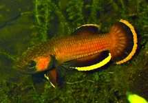 BETTA ALBIMARGINATA L