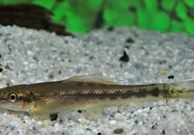GYRINOCHEILUS AYMONIERI