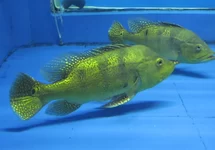 CICHLA KELBERI XL XL
