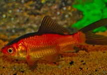 POISSON ROUGE ET NOIR