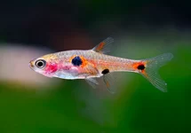 BORARAS MACULATUS M