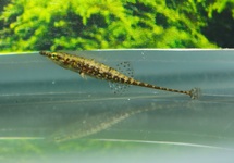 INDOSTOMUS PARADOXUS