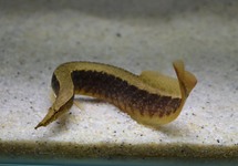 STEKELAAL CIRCUMCINCTUS