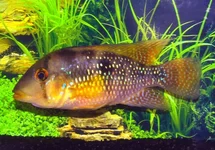 PAREL CICHLIDE
