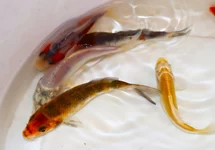 KOI EUROPA