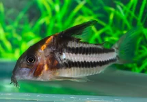 CORYDORAS (HOPLISOMA) SP. CW127 XL