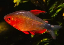HYPHESSOBRYCON PEUGEOTI M