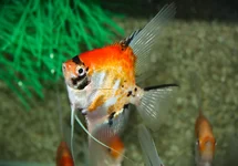 P. SCALARE KOI GOLDHEAD XL
