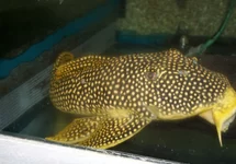 L014 SCOBIANCISTRUS AUREATUS XXL