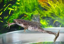 SURINAM TOAD