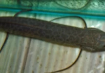 MARMER LONGVIS