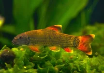 GARRA FLAVATRA M