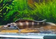 TELEOGRAMMA BRICHARDI