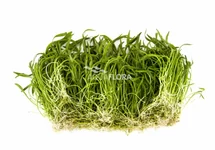 Monosolenium tenerum - In Vitro Cup