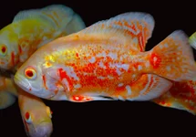 ASTRONOTUS OCELLATUS ALBINO S/M